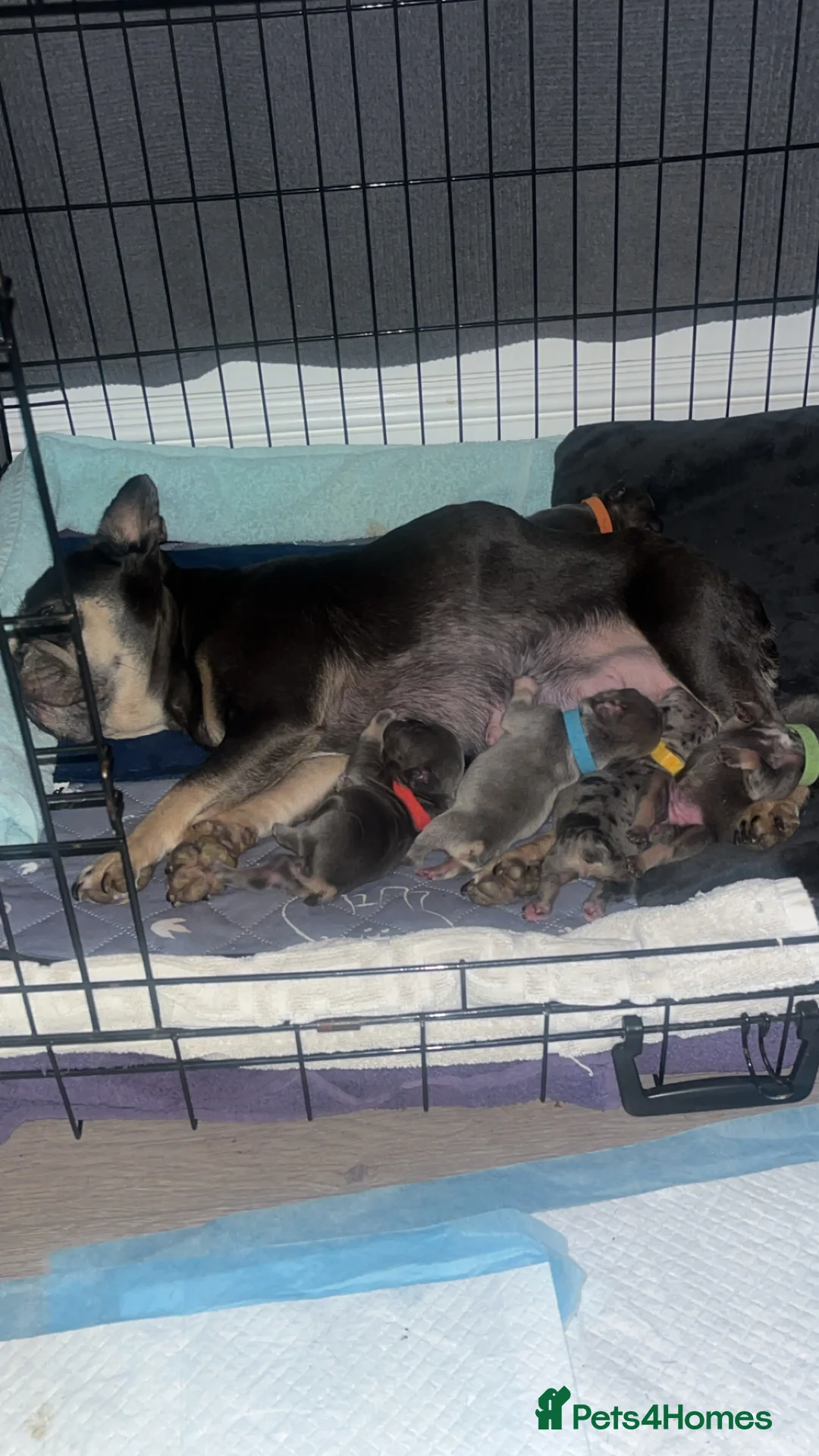 French Bulldog dogs for sale: DWKC Registered French Bulldog puppies for sale - Advert 9