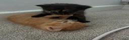 Mixed Breed cats for sale: Tortie female - Advert 12