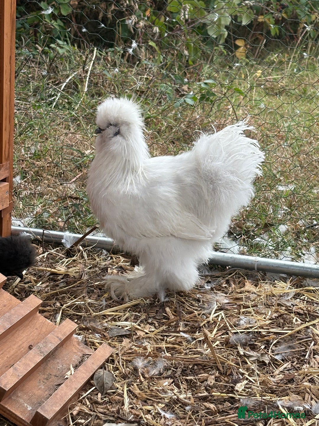 Chickens poultry for sale: Silkie cockerel for sale  - Image 3