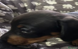 Miniature Dachshund dogs for sale: Stunning Miniature Dachshund Pups - Image 14