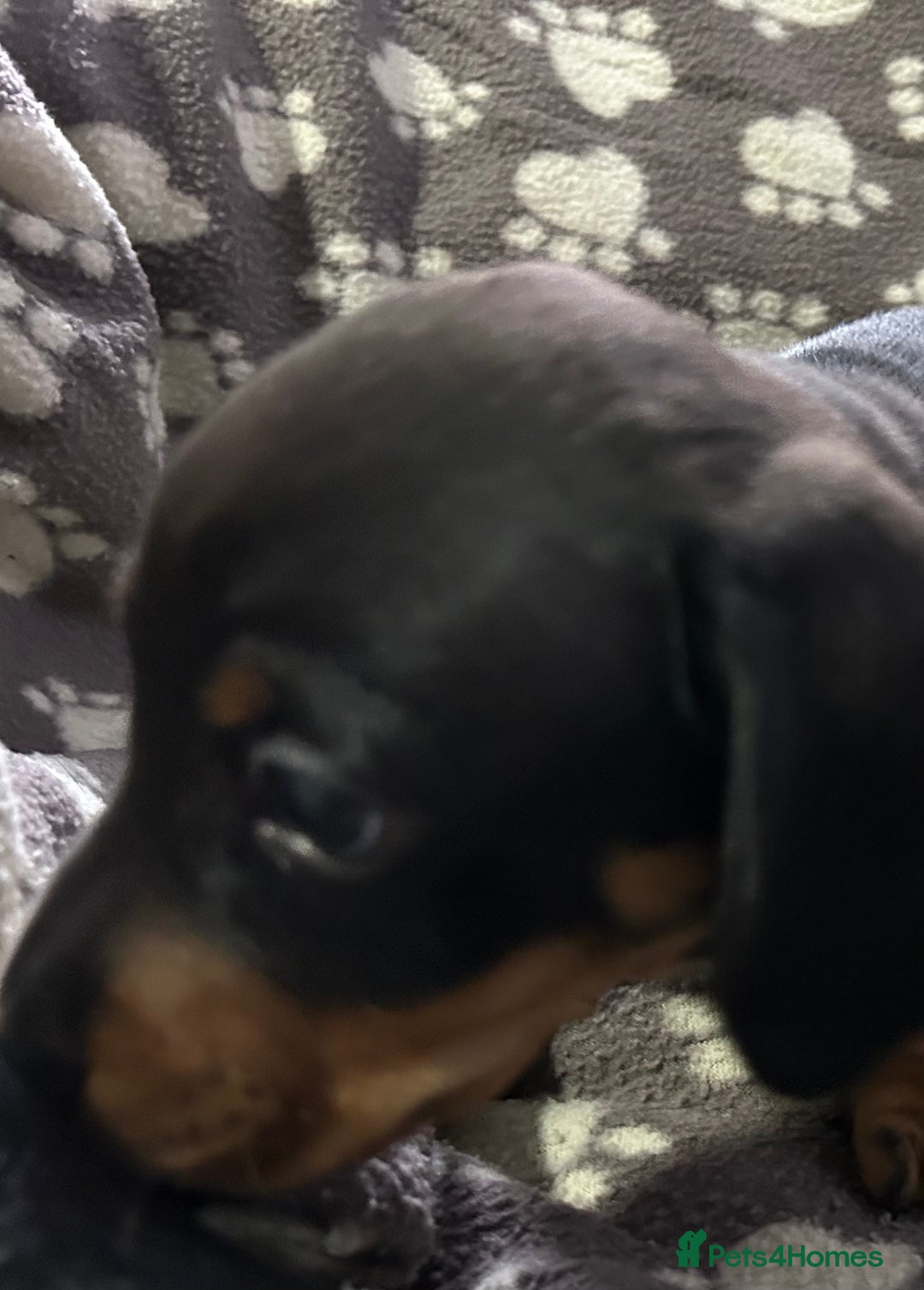 Miniature Dachshund dogs for sale: Stunning Miniature Dachshund Pups - Image 14