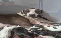 Mixed Breed dogs for sale: Puppies - Image 1