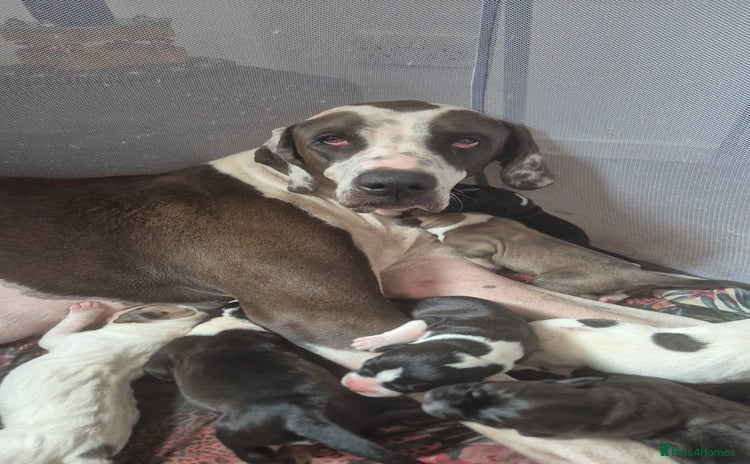 Mixed Breed dogs - Advert 1