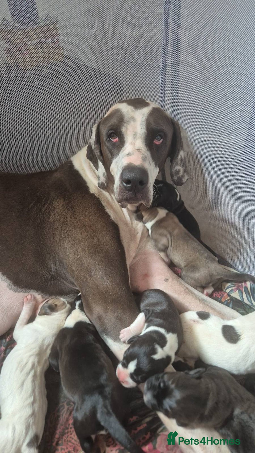 Mixed Breed dogs for sale: Puppies - Image 1