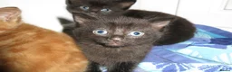 Mixed Breed cats for sale: Three well adjusted mixed breed Kittens  - Advert 7