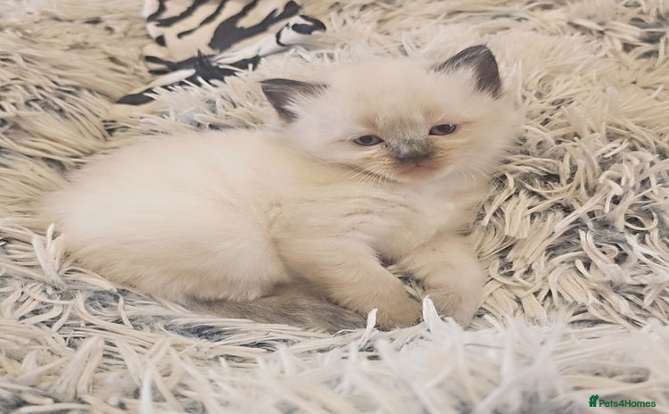 Ragdoll cats - Advert 1