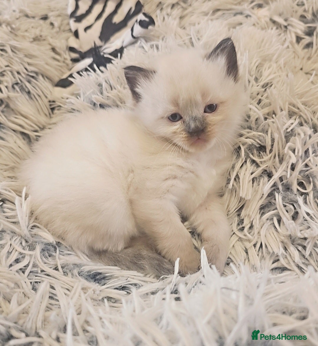 Ragdoll cats for sale: *READY TO LEAVE*beautiful Ragdoll babies for sale  - Image 2