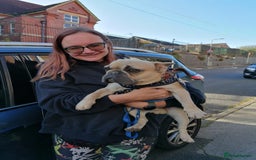 French Bulldog dogs for adoption: 💙 BISCUIT -sweet  11 months boy(neutered)💙 - Image 16