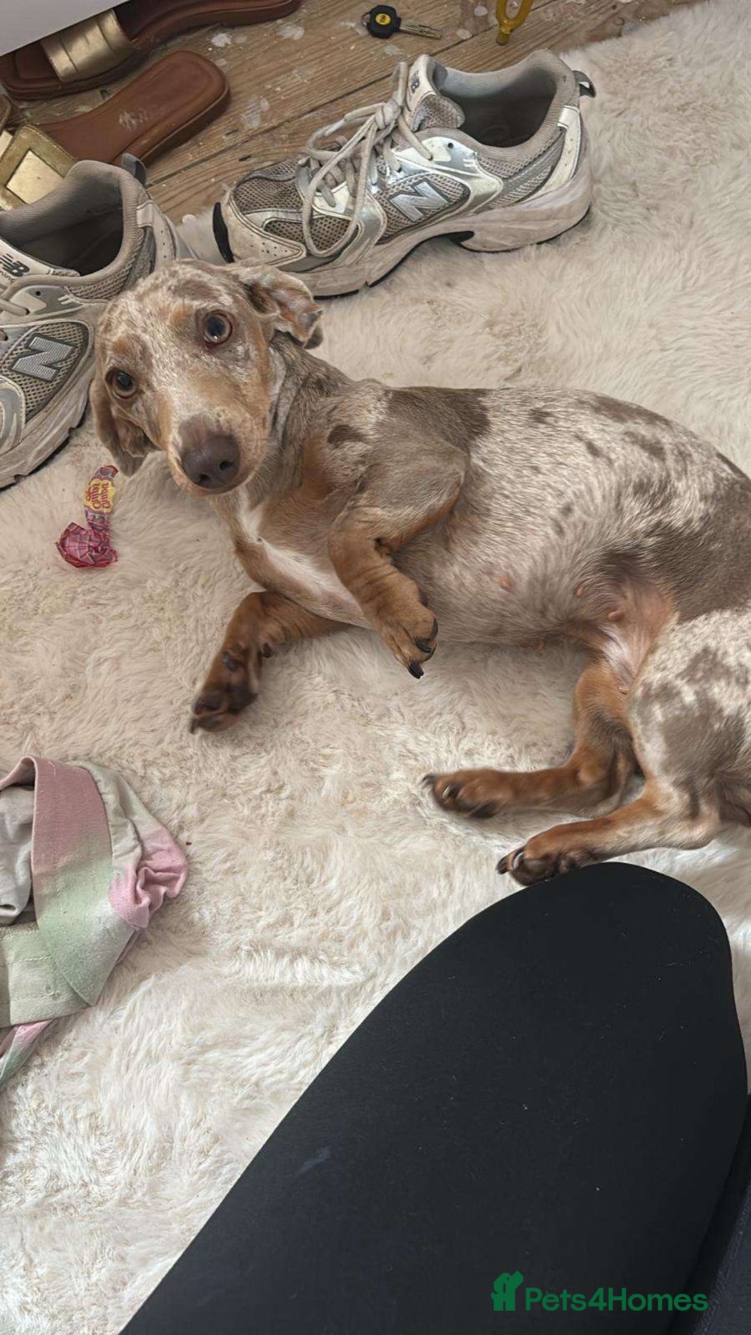 Dachshund dogs for sale: Dashound - Image 4