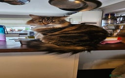 Mixed Breed cats for sale: Stunning girl looking for a loving home - Image 2