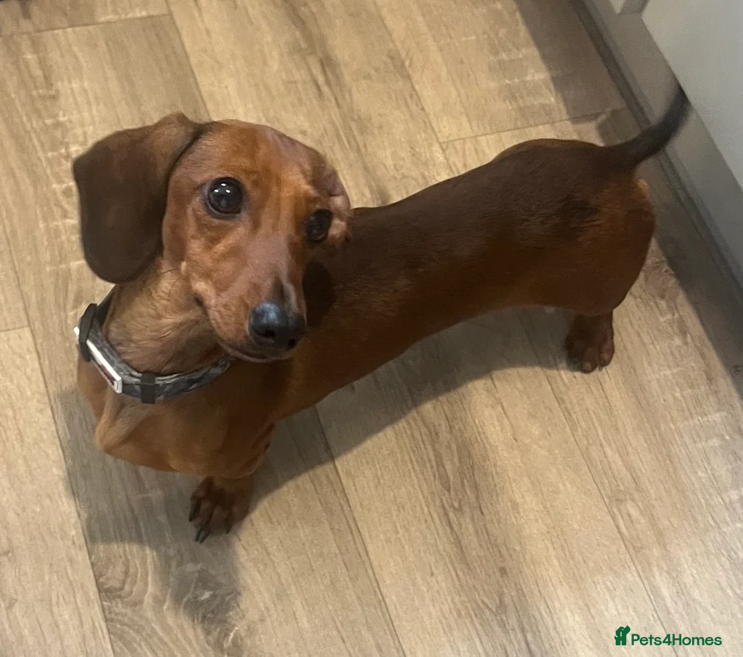 Miniature Dachshund dogs for sale: Stunning Miniature dachshund puppies - Advert 13