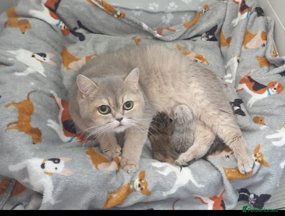 British Shorthair cats for sale: Stunning GCCF British Shorthair Kittens. - Image 24