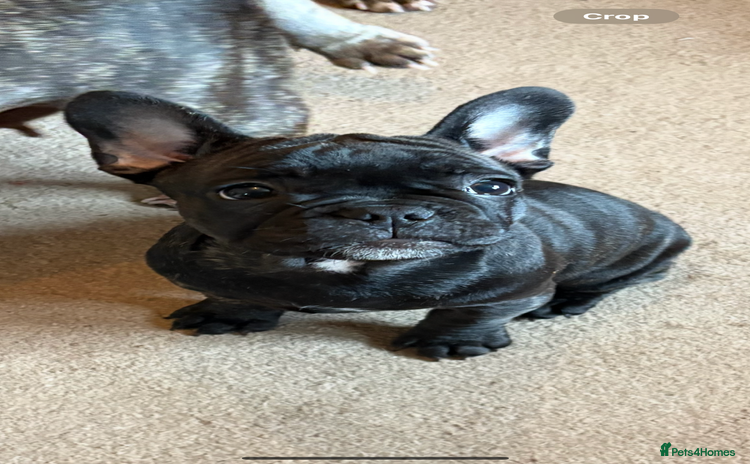 French Bulldog dogs - Advert 1