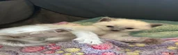 Mixed Breed cats for sale: Seal point? Male kitten for sale  - Advert 7