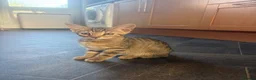 Bengal cats for sale: 🐾Stunning Bengal Kittens ready for Loving Homes🐾 - Advert 5