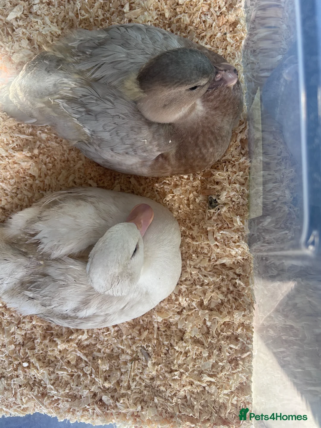 Ducks poultry for sale: Mixed 7week old ducks  - Advert 6