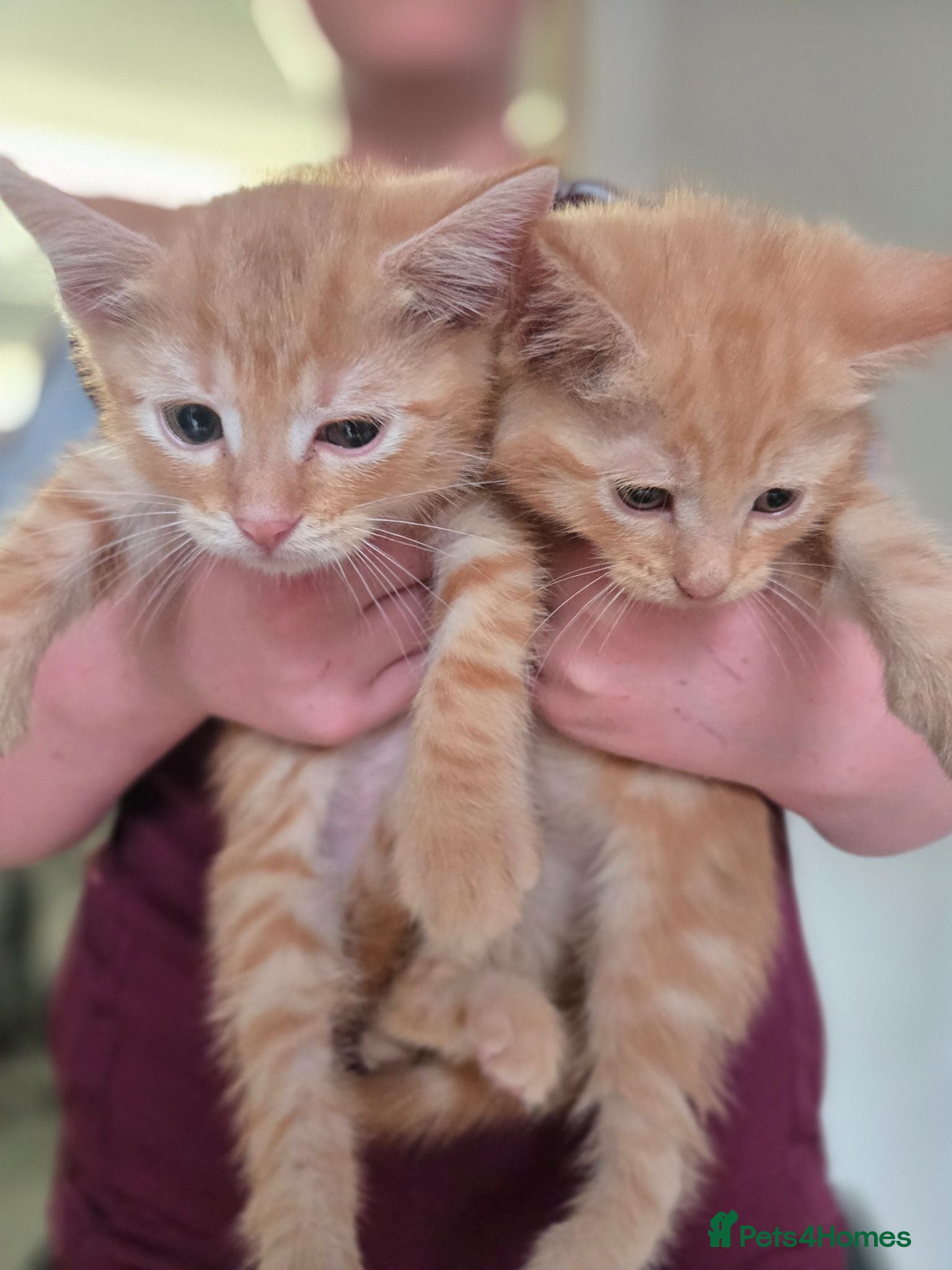 Mixed Breed cats *READY NOW* Beautiful kittens  - Advert 1