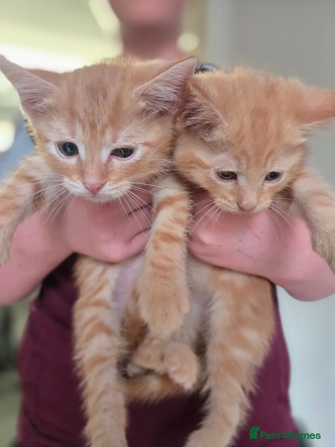 Mixed Breed cats for sale: *READY NOW* ONE LEFT - Advert 1