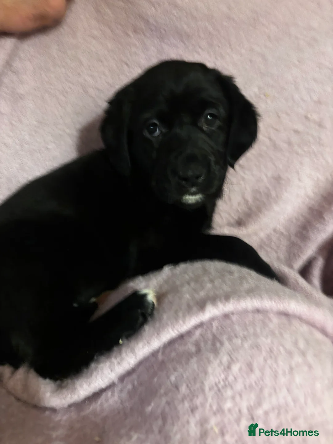 Goldador dogs for sale: Goldador puppies with a dash of dalmation  - Advert 14