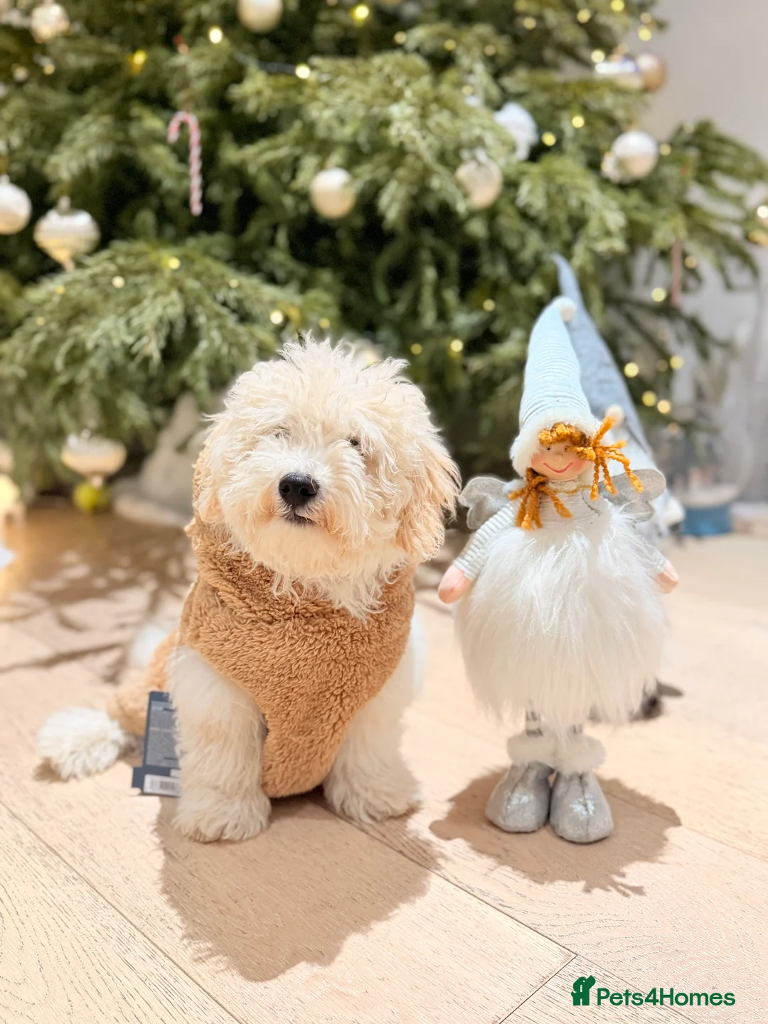 Maltipoo dogs for sale: 5‑Month‑Old Maltipooo Looking for a Loving Home - Advert 2