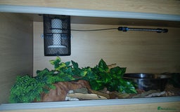 Python Snake reptiles for sale: Butter Special Royal Python W/full setup! - Image 2