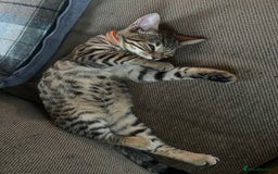 Mixed Breed cats for sale: Bengal x Bombay - kitten  - Image 3