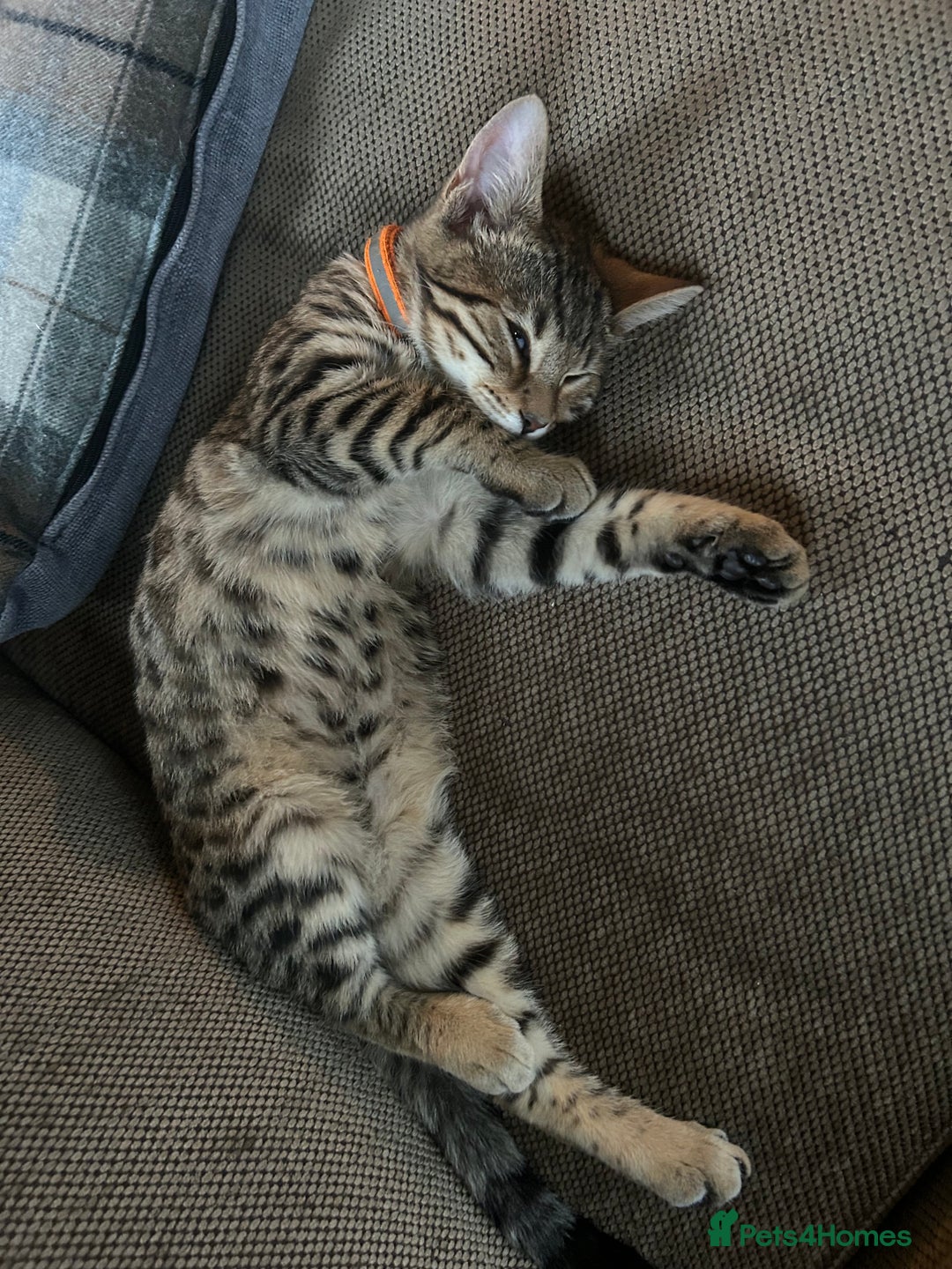 Mixed Breed cats for sale: Bengal x Bombay - kitten  - Image 3