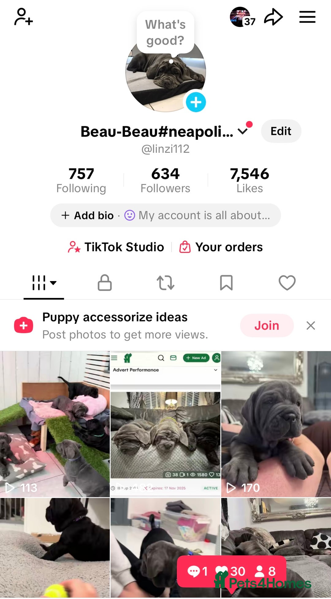 Mastiff dogs for sale: Mastiff puppies (Neapolitan) - Advert 31