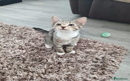 Mixed Breed cats for sale: Boots and blue  - Image 1