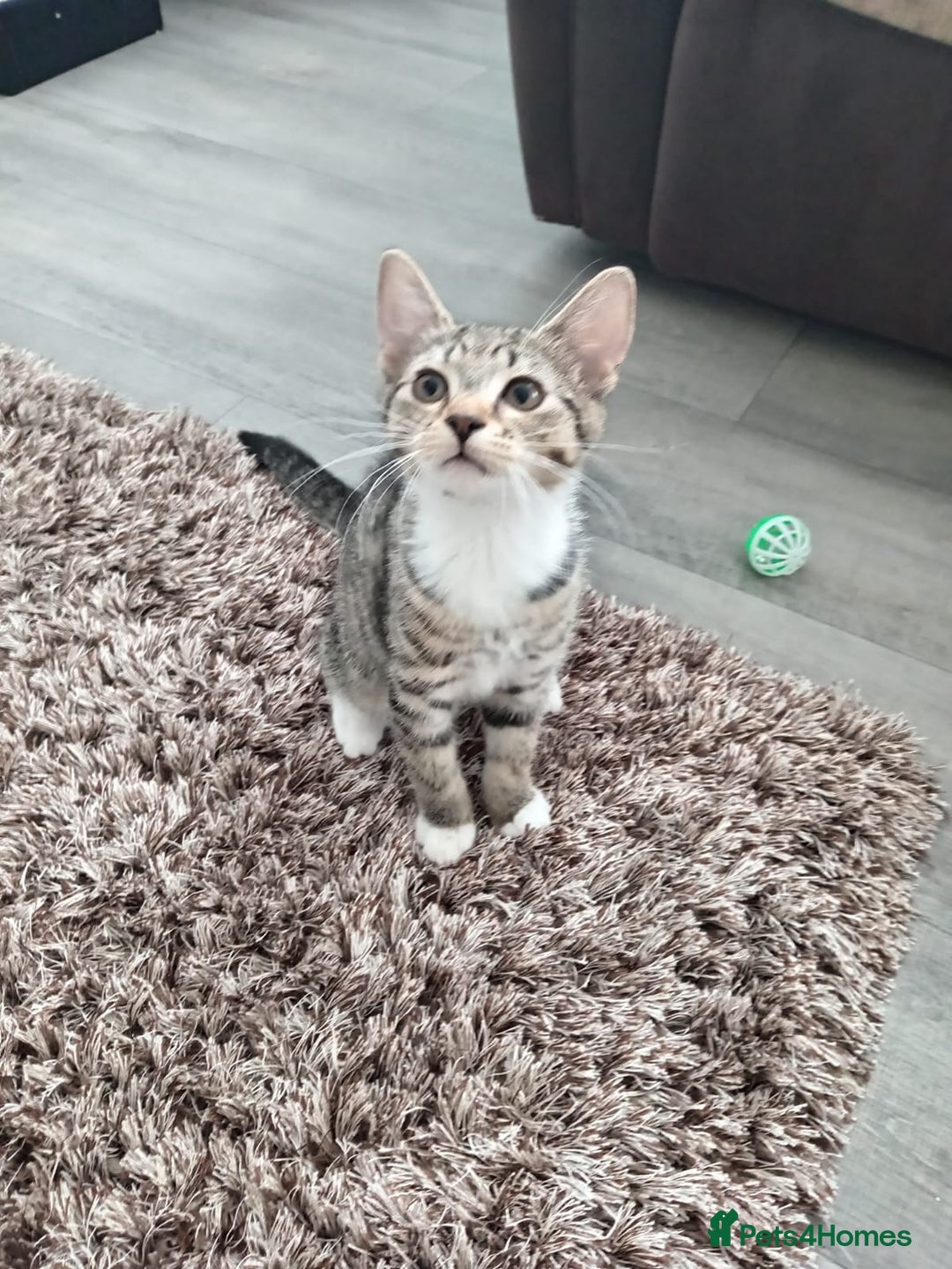 Mixed Breed cats for sale: Boots and blue  - Image 1