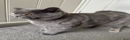 British Shorthair cats for sale: British Shorthair  - Advert 9