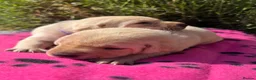 Labrador Retriever dogs for sale: Exquisite KC FTCH Labrador Puppies - Advert 15