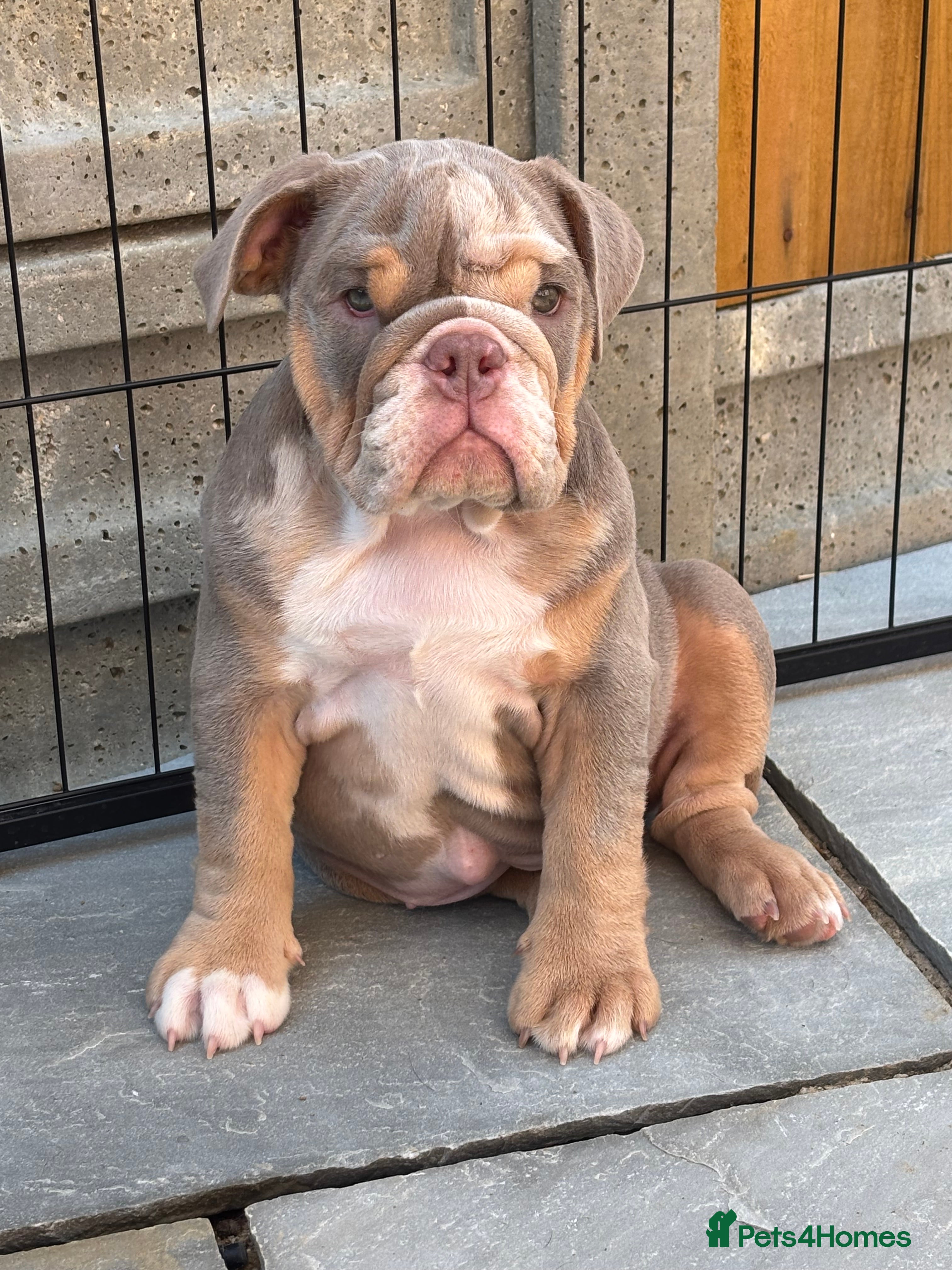 English Bulldog dogs *READY TO GO NOW* English Bulldog Puppies  - Advert 2