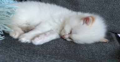 Ragdoll cats - Advert 2