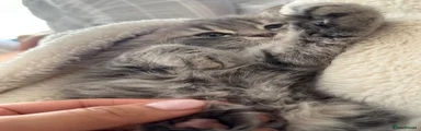 British Longhair 1