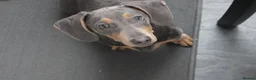 Dachshund dogs for sale: Rehoming our beautiful Chip - Advert 4