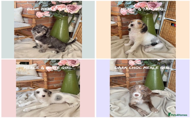 Mixed Breed dogs in Rhayader - Advert 4