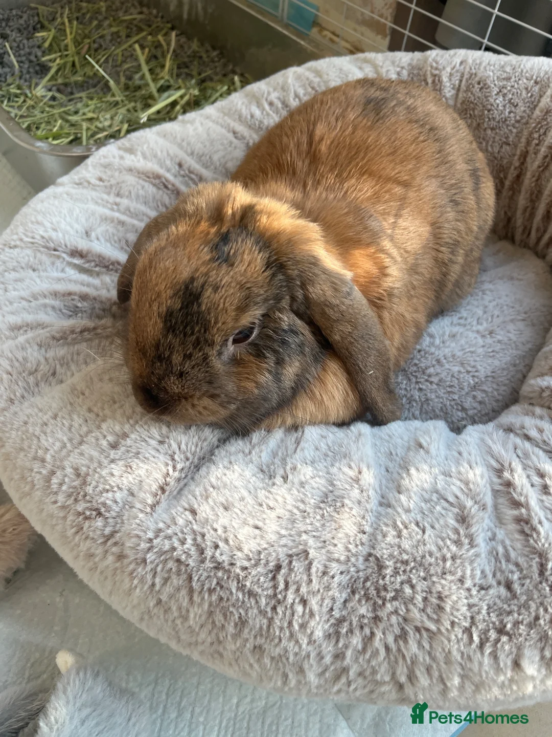 Mini Lop rabbits for sale: Mini lop rabbit  in Purley - Advert 1