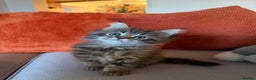 Maine Coon cats for sale: Little Maine coon babies - Advert 5