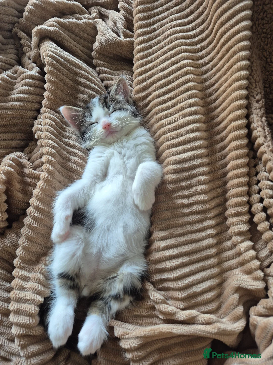 Mixed Breed cats for sale: Male kitten - Advert 1