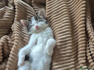 Mixed Breed cats Male kitten - Advert 1