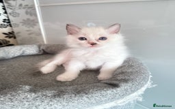 Ragdoll cats for sale: *** 3 Pure Ragdolls Kittens ready to leave *** - Image 10