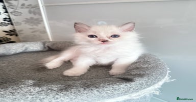 Ragdoll cats - Advert 8