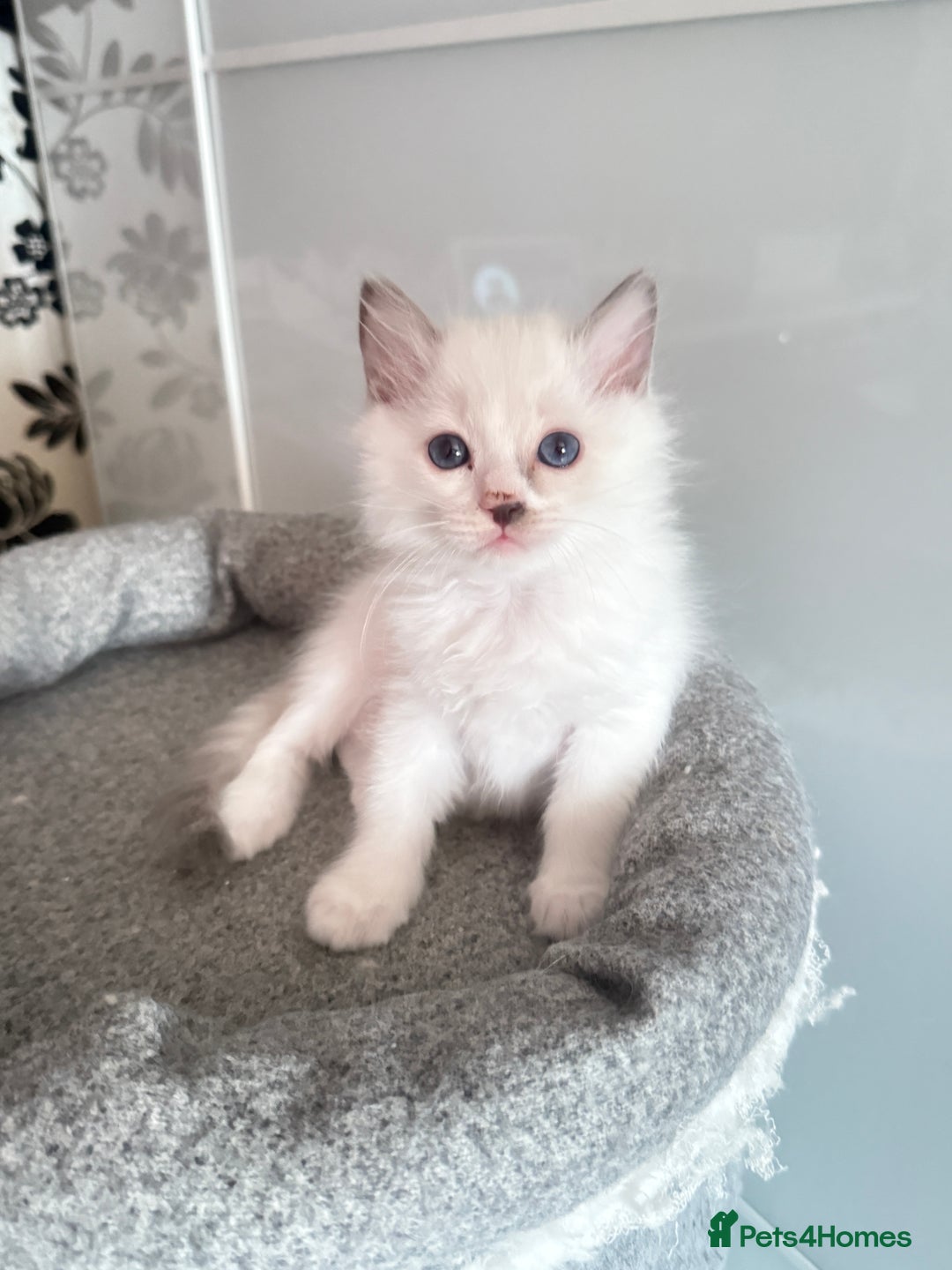Ragdoll cats for sale: *** 3 Pure Ragdolls Kittens ready to leave *** - Image 10