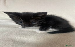 Mixed Breed cats for sale: Mixed Litter of 6 Kittens Different Personalities - Image 8