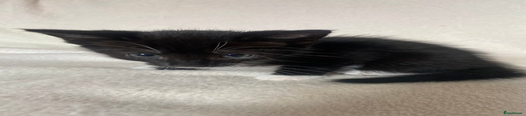 Kitten 3