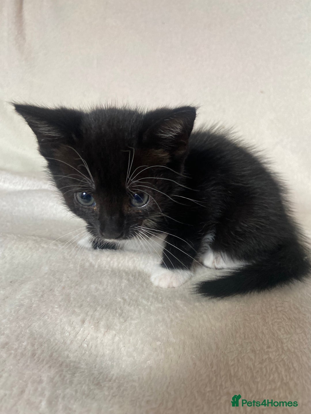 Mixed Breed cats for sale: Mixed Litter of 6 Kittens Different Personalities - Image 8
