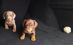 Miniature Dachshund dogs for sale: Healthy dachshunds last boy  - Image 7