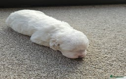 Shihpoo dogs for sale: Shihpoo puppies in Devon ... we've arrived!  - Image 24