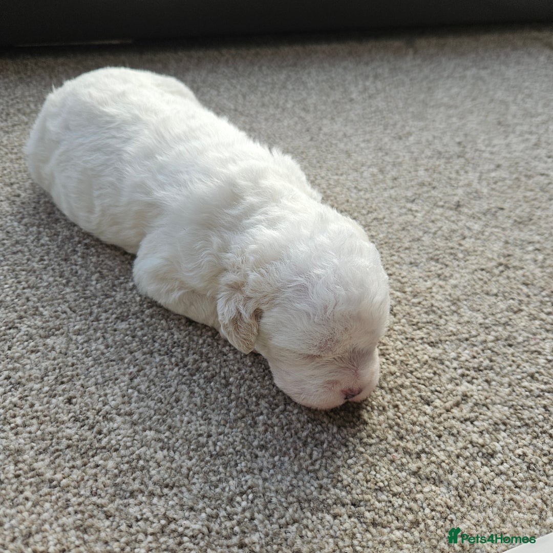 Shihpoo dogs for sale: Shihpoo puppies in Devon ... we've arrived!  - Image 24